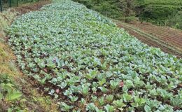 Karadeniz İktisadının Görünmeyen Kahramanları